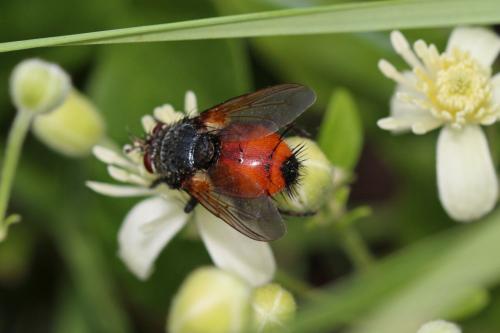 Peleteria abdominalis